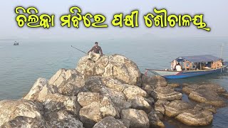 Chadheiguha Island In Chilika Lake || ଚଢେଇ ଗୁହ ପାହାଡ