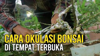 Cara Alternatif Okulasi Pohon Bonsai tanpa Diteduhkan