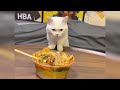 不要在猫咪面前吃螺蛳粉 萌宠 猫咪 猫咪的迷惑行为