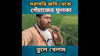 সরাসরি জমি থেকে পেঁয়াজের ফুলকা তুলে খেলাম | Nayon Das | Chatmohar | Pabna | Chalanbeel