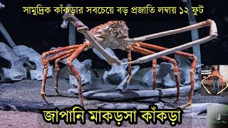 সামুদ্রিক কাঁকড়ার সবচেয়ে বড় প্রজাতি লম্বায় ১২ ফুট  জাপানি মাকড়সা কাঁকড়া | Japanese spider crab