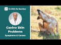 Canine Skin Problems | Symptoms & Causes Dr. Bill’s Pet Nutrition