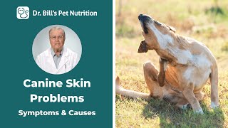 Canine Skin Problems | Symptoms \u0026 Causes Dr. Bill’s Pet Nutrition