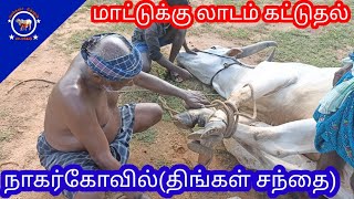 காங்கேயம் காளைக்கு லாடம் கட்டுவது பற்றி தெளிவான விளக்கம்|நாகர்கோவில் (திங்கள் சந்தை)