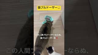 猫ブルドーザー#shorts #保護猫 #野良猫 #猫のいる暮らし #ねこ #ブルドーザー