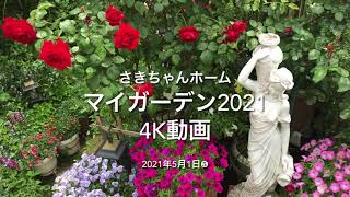 ﾏｲｶﾞｰﾃﾞﾝ2021 4K動画　2021年5月1日⑤　薔薇の開花が始まりました。