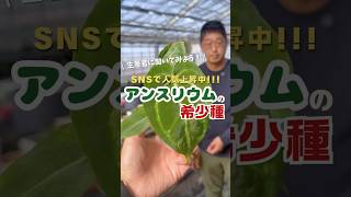 SNSで人気急上昇！アンスリウムの希少種🌿