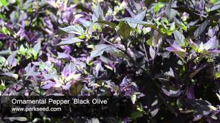 Ornamental Pepper Black Olive