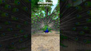 Peafowl Bird Sounds/Call #peacock #birds #amazing