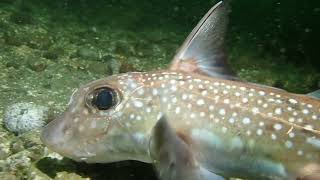 Swimming with a curious Spotted Ratfish - Three Tree Point, WA USA