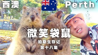 【微笑袋鼠\u0026浮潜圣地】澳洲珀斯【Rottnest Island】 5分钟带你游览西澳珀斯老鼠岛 周杰伦同款 | 澳洲华人真实生活纪录片 | 澳大利亚社会底层华人生活实录 | 顽强生存的西澳游民 |