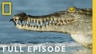Oceans ( Episode) | Hostile Planet