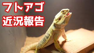 ついにフトアゴがアダルトに！！！