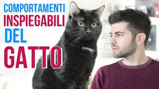 Comportamenti inspiegabili del Gatto