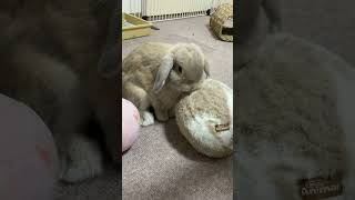 ボール遊び　#うさぎの朔次郎 #うさぎのさくじろう #うさぎ #rabbit #bunny