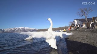 砂場の白鳥たち(屈斜路湖)自然音 Swans in the sandboxKusashiro LakeNatural sound