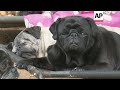 pug paradise south african couple create sanctuary for hundreds of pugs