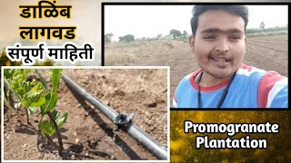 Promogranate Plantation Detail Information in Marathi |डाळिंब लागवड संपूर्ण माहिती Journey with Jeet