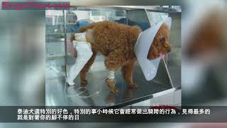 想養泰迪犬，就必須承受的「5大暴擊」！