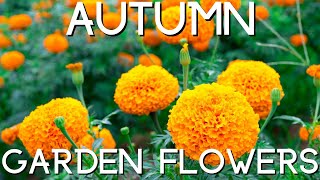 Autumn Garden Flowers \\ Marigolds