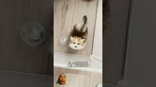 我的猫在寻求帮助，它太可爱了……哈哈哈 #英短矮脚猫 #猫咪孵蛋 #猫咪的迷惑行为