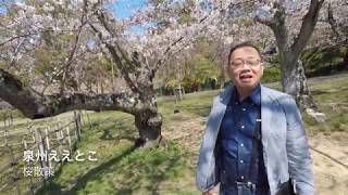 泉州ええとこ（桜散策）泉大津「古池公園（たこ公園）・板原町三十合公園・助松公園」和泉市「黒鳥山公園」