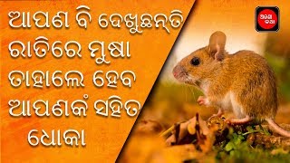 ଜଦି ଆପଣ ବି ଦେଖୁଛନ୍ତି ରାତିରେ ମୁଷା ସୂପ୍ନ ତାହାଲେ ହୋଇପାରେ ଆପଣକଂ ସହିତ ଧୋକା ଜାଣନ୍ତୁ କିପରି କରିବେ