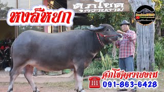 น้องหงส์หยก (พ่อ:สายเพชรอุดร แม่:สายปานสุรินทร์ เด็ด! ☎️091-863-6428พ่อยวง EP.380