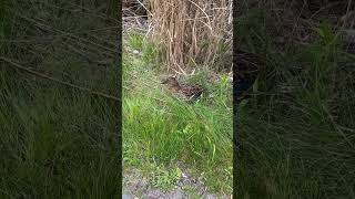 Momma duck defends her egg near a heavily traveled trail.