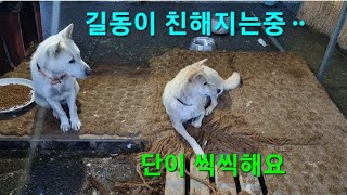 단이와 구사일생 유기견 길동이의 아침풍경