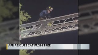 AFR rescues cat stuck in tree