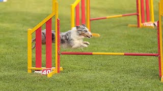 [Agility] Training am 08.10.2020 - Ella