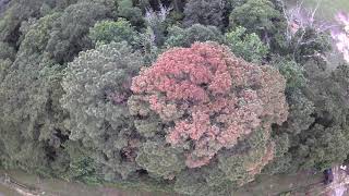 Bull Pine Hit By Lightning looking worse: Aerial View of Damage Part 2