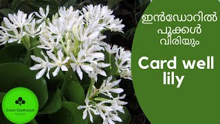 Indoor flowering Plant, Cardwell Lily, Northern Christmas Lily, Care and Tips Malayalam