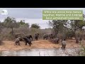 the young elephants cause commotion at the waterhole 💦