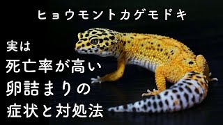 ヒョウモントカゲモドキ（レオパ）の卵詰まりの対処法【爬虫類の病院】