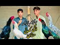 Raja Bazar Dingi Khoi New Update Top Quality Aseel Murgh Mandi in 2024 | Shahzain Pets Vlog