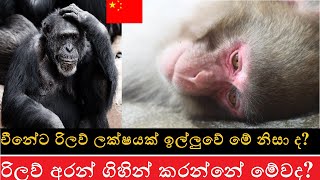 චීනෙට රිලව් යවන හේතුව දන්නවද? #china #monkey #monkeyexport