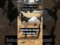 2 daant bakra for sale Memon goth bakra mandi #shortsyoutubevideo #shorts #shortvideo #bakramandi