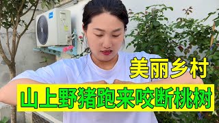 小熊姐妹即将出发摩旅，现在困难是缺少一辆摩托车，应该买哪款？