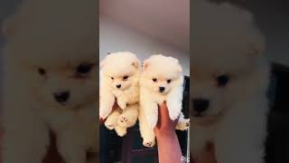 Top quality Toy pom puppies