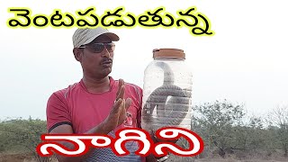 వెంటాడిన నాగిని( నాగుపాము) Sagar snake saver animal protection team