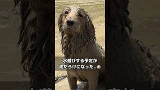 眠いのになぜか睡魔と戦う犬がバブみが強すぎて、もはや赤ちゃん！【ボーダーコリー･ゴールデンレトリバー】#shorts