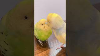 精巣腫瘍などで闘病中のセキセイインコのアンちゃんのその後の様子です🦜　#shorts #セキセイインコ #鳥#birds