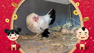 Poussin noir - Chick