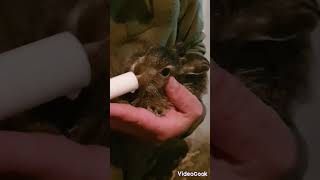 ЗСУ люблять тварин. Підгодовуємо зайку.  #зсу #ukraine #україна #animals