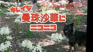 【雑種犬わぐちゃん】曼珠沙華を眺めて笑顔のお散歩です