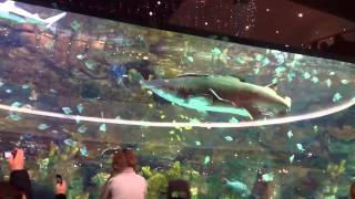 Shark at shopping mall Ocean Plaza in Kiev