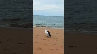 Arvo at Redcliffe #beach #australia #youtubeshorts #motivation