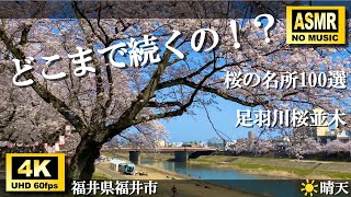 【満開の春…どこまで続くの⁉️】足羽川桜並木／全長〇〇〇〇ｍ／桜の名所100選／福井県福井市の春